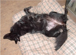 Jatoba black Regina of Vanessa